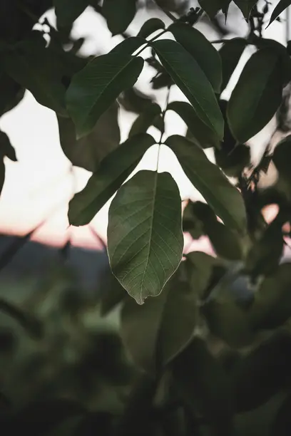 физическое здоровье