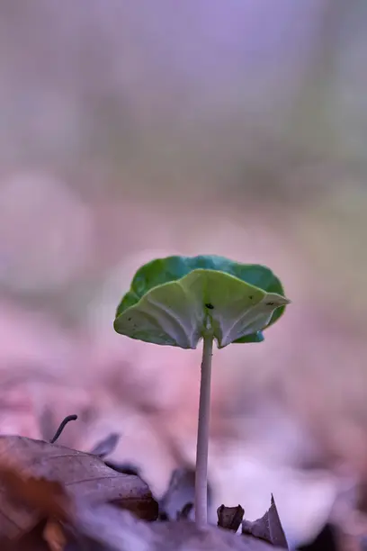 самопознание