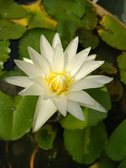  The White Lotus